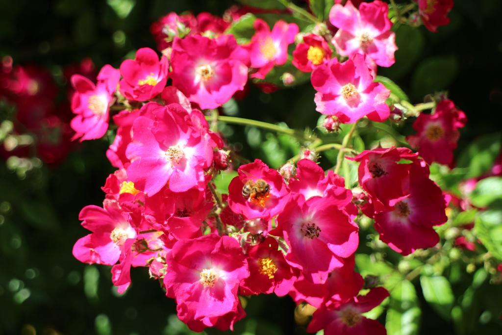 Flowers Apartments Neszebar Kültér fotó