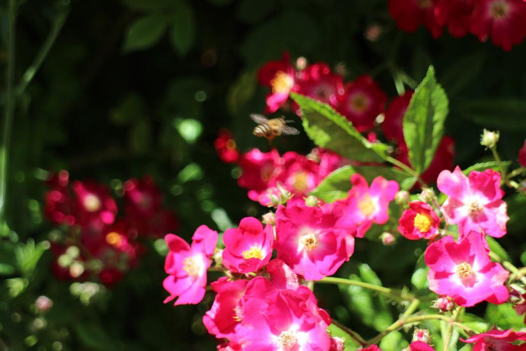 Flowers Apartments Neszebar Kültér fotó